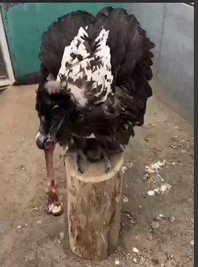 قورت دادن پای گوسفند در یک حرکت