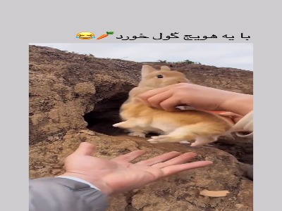 وقتی یک خرگوش بچه هاش رو به هویج فروخت