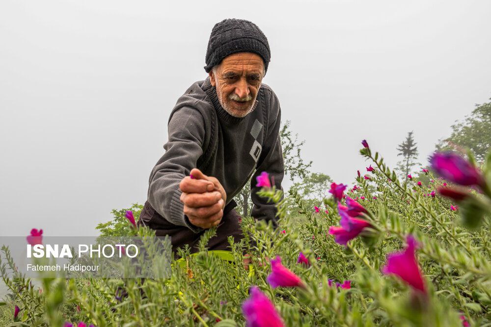 عکس/ برداشت گل‌گاوزبان در روستای «آغوزبن» کندسر