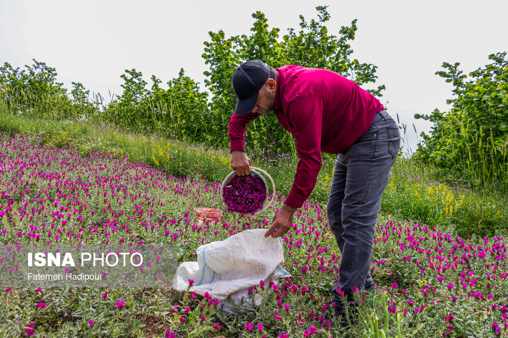 برداشت گل‌گاوزبان در روستای «آغوزبن» کندسر