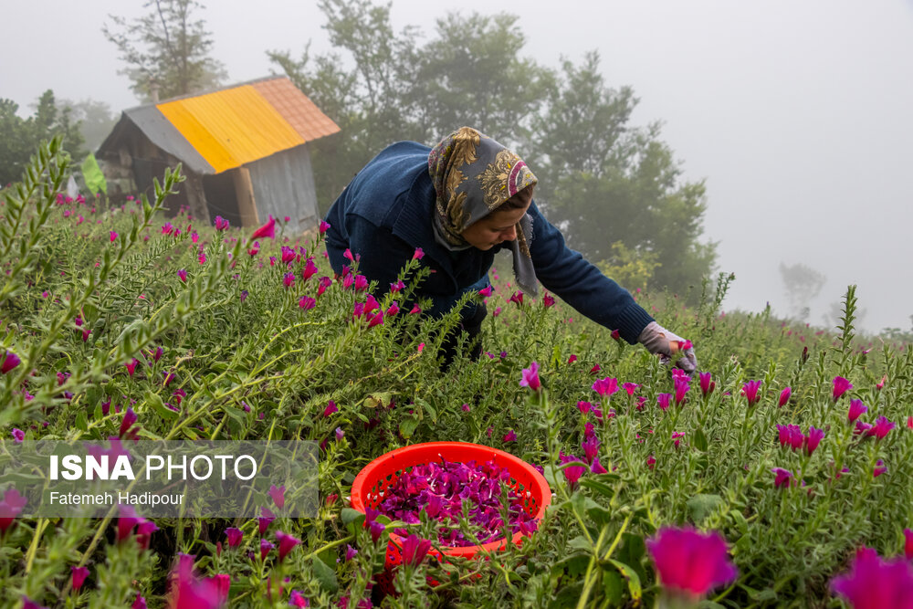برداشت گل‌گاوزبان در روستای «آغوزبن» کندسر