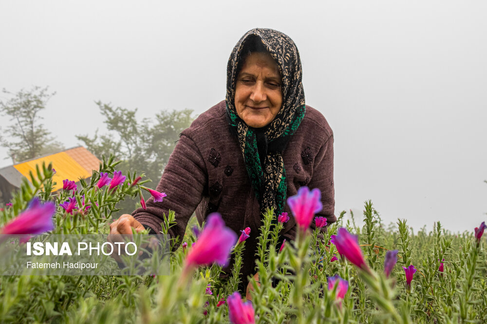 برداشت گل‌گاوزبان در روستای «آغوزبن» کندسر