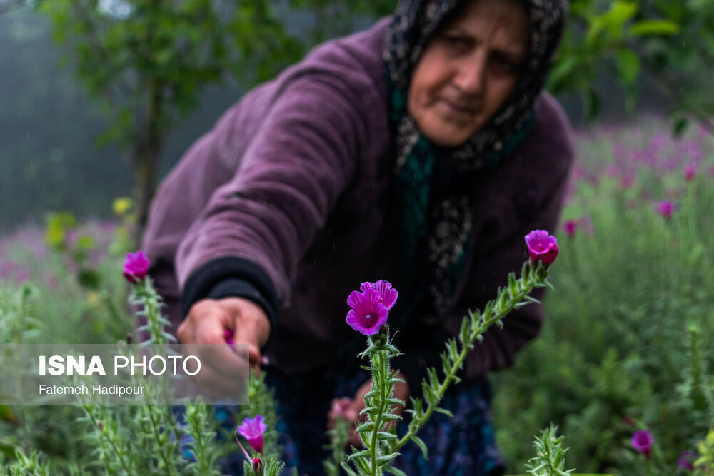 برداشت گل‌گاوزبان در روستای «آغوزبن» کندسر