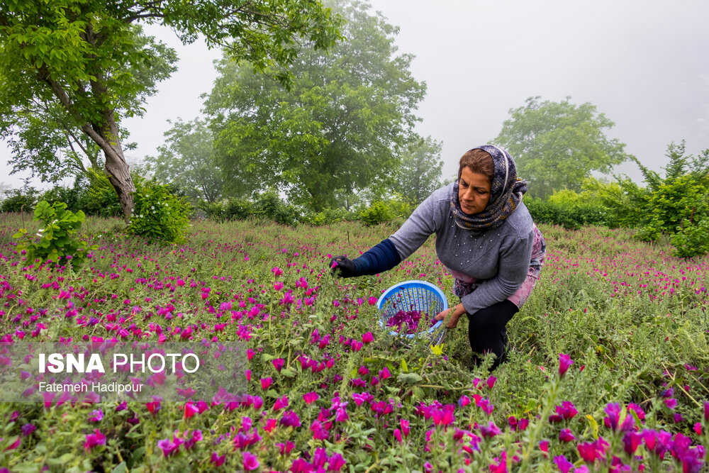 برداشت گل‌گاوزبان در روستای «آغوزبن» کندسر