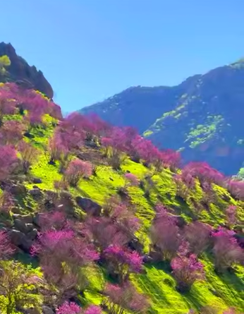 روستای دیوزناو با دره های زیبا و رنگی ارغوان