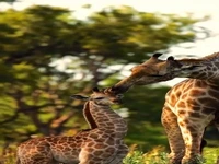 ابراز علاقه زرافه مادر به فرزندش