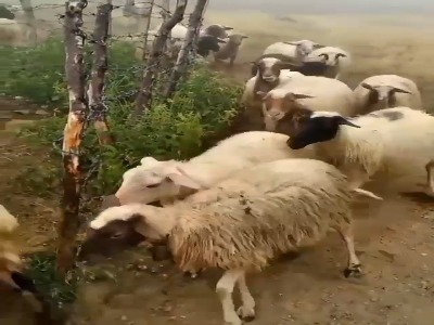 طبیعت زیبای ماسوله را ببینید