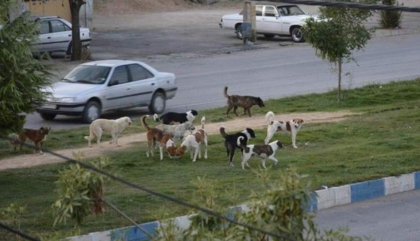 جمع‌آوری 291 سگ ولگرد در خرم‌آباد