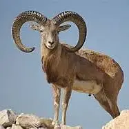 رهاسازی کل وحشی در طبیعت توسط ورزشکاران رودهن
