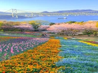 زیبایی پارک هینویاما در ژاپن
