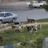 جمع‌آوری ۲۹۱ سگ ولگرد در خرم‌آباد