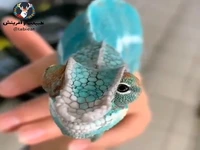 چشمان آفتاب پرست می تواند به صورت جداگانه بچرخد!