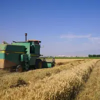 پرداخت ۱۱ هزار میلیارد تومان از مطالبات گندمکاران خوزستان