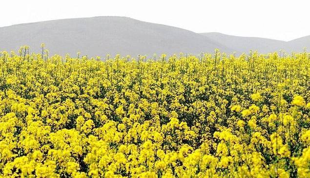 آغاز خرید تضمینی دانههای روغنی در شیروان