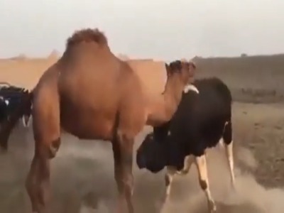 گاوها شتر را در بین خود راه ندادند