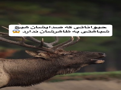 حیواناتی با صداهای عجیب!