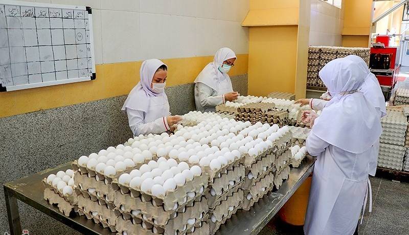 افزایش عرضه تخم مرغ در شهرهای مسافرپذیر