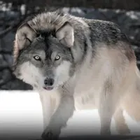 سه گرگ به دنبال خرگوش برای شکار