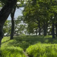 صدای زیبای طبیعت 