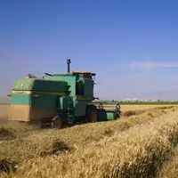 آغاز برداشت مکانیزه گندم در کردستان از اول تیر 