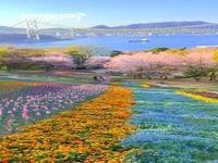  زیبایی پارک هینویاما در ژاپن