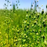 تحویل ۱۰۰ تن «کاملینا» در میامی؛ گیاه پایه روغن خوراکی