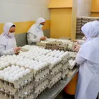 افزایش عرضه تخم مرغ در شهرهای مسافرپذیر