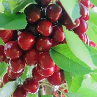 برداشت گیلاس از سطح باغات آذربایجان غربی آغاز شد