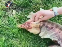 پوست اندازی عجیب یک خزنده