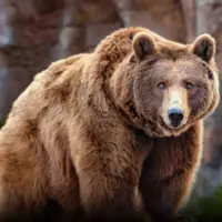 فیلمی منحصربفرد از کشتی گرفتن دو مرد روسی با یک خرس گریزلی در جنگل