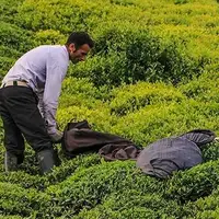 ۶۱۴ میلیارد تومان مطالبات چایکاران شمال کشور واریز شد