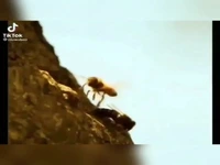 حمله زنبورها به سلطان جنگل