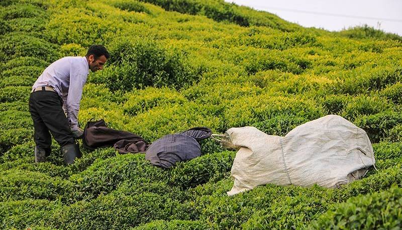 ۶۱۴ میلیارد تومان مطالبات چایکاران شمال کشور واریز شد
