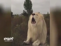 رنگ متفاوت و زیبای شیر سفید