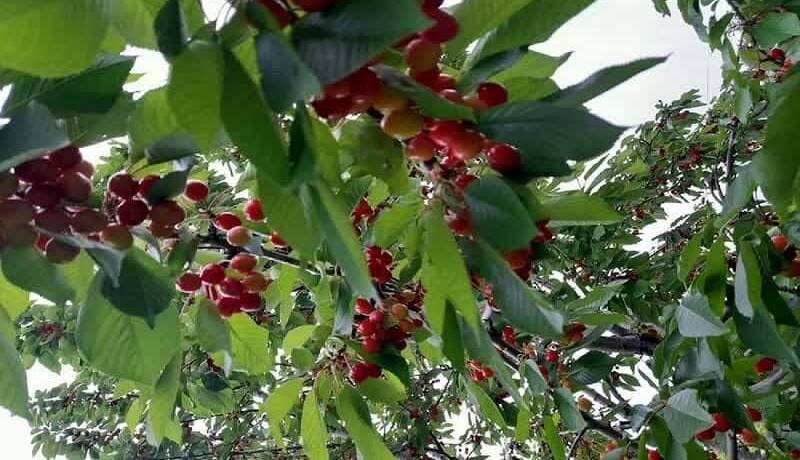 سرمازدگی تولید گیلاس اشنویه را به نصف کاهش داد