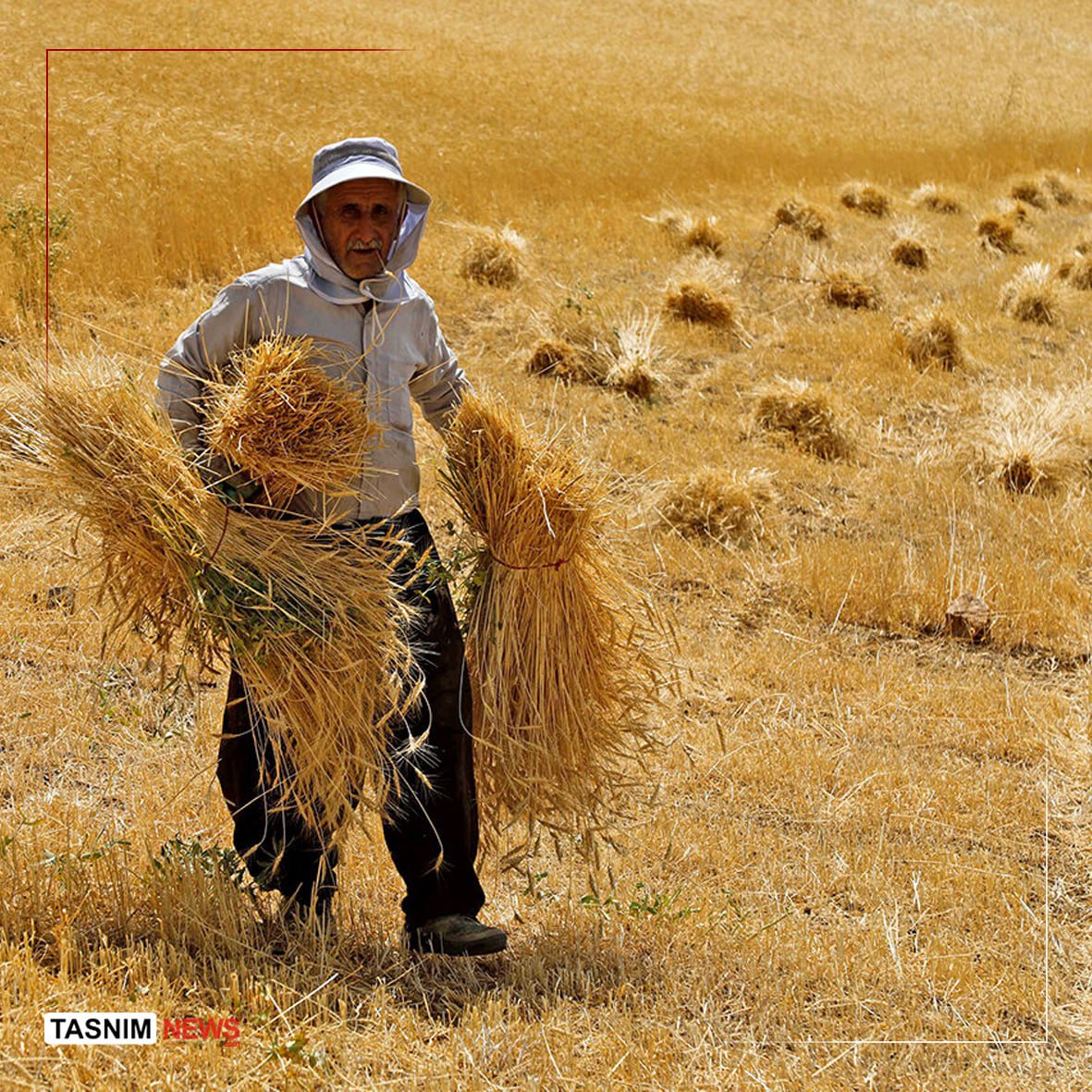 فائو: ذخایر گندم ایران ۱۳.۵ میلیون تن میشود
