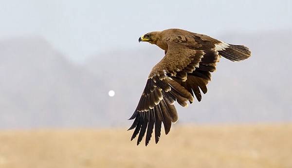 رهاسازی 2 پرنده شکاری در مهاباد