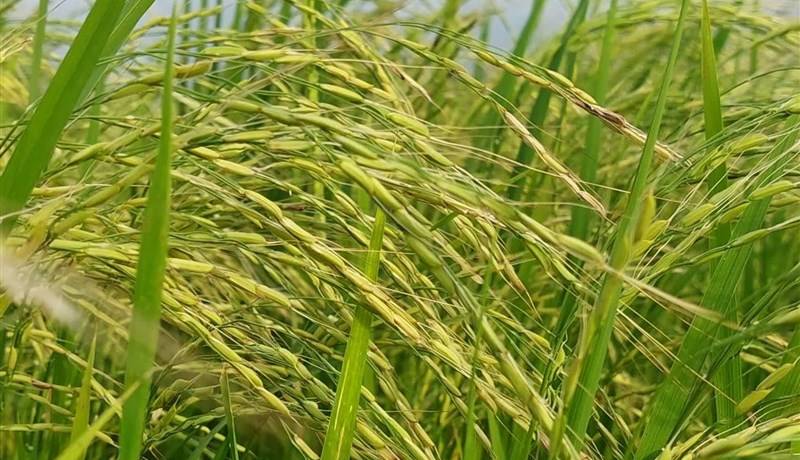 هشدار درخصوص بیماریهای محصول برنج در مازندران