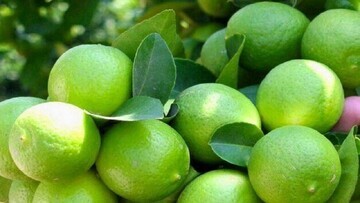 برداشت لیموترش از باغ‌های توکهور و هشتبندی