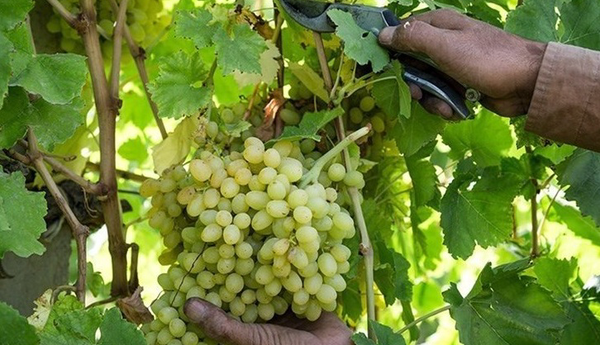 برداشت ۱۳ هزار تن انگور در خراسان جنوبی پیش‌بینی شد