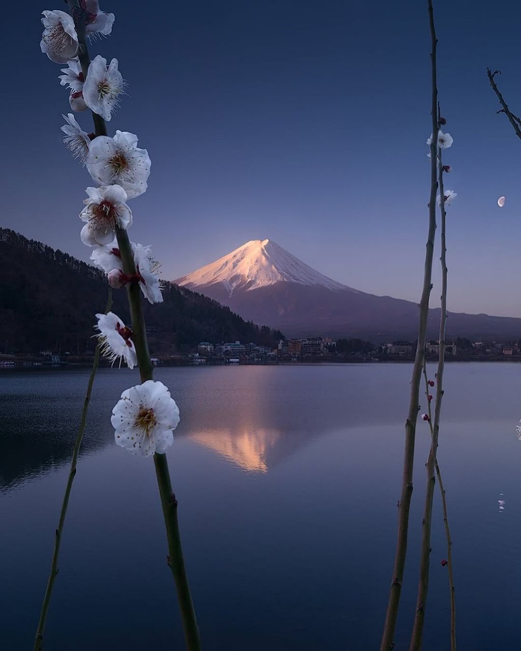 شکوفه های بهاری ژاپن