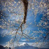 شکوفه های بهاری ژاپن