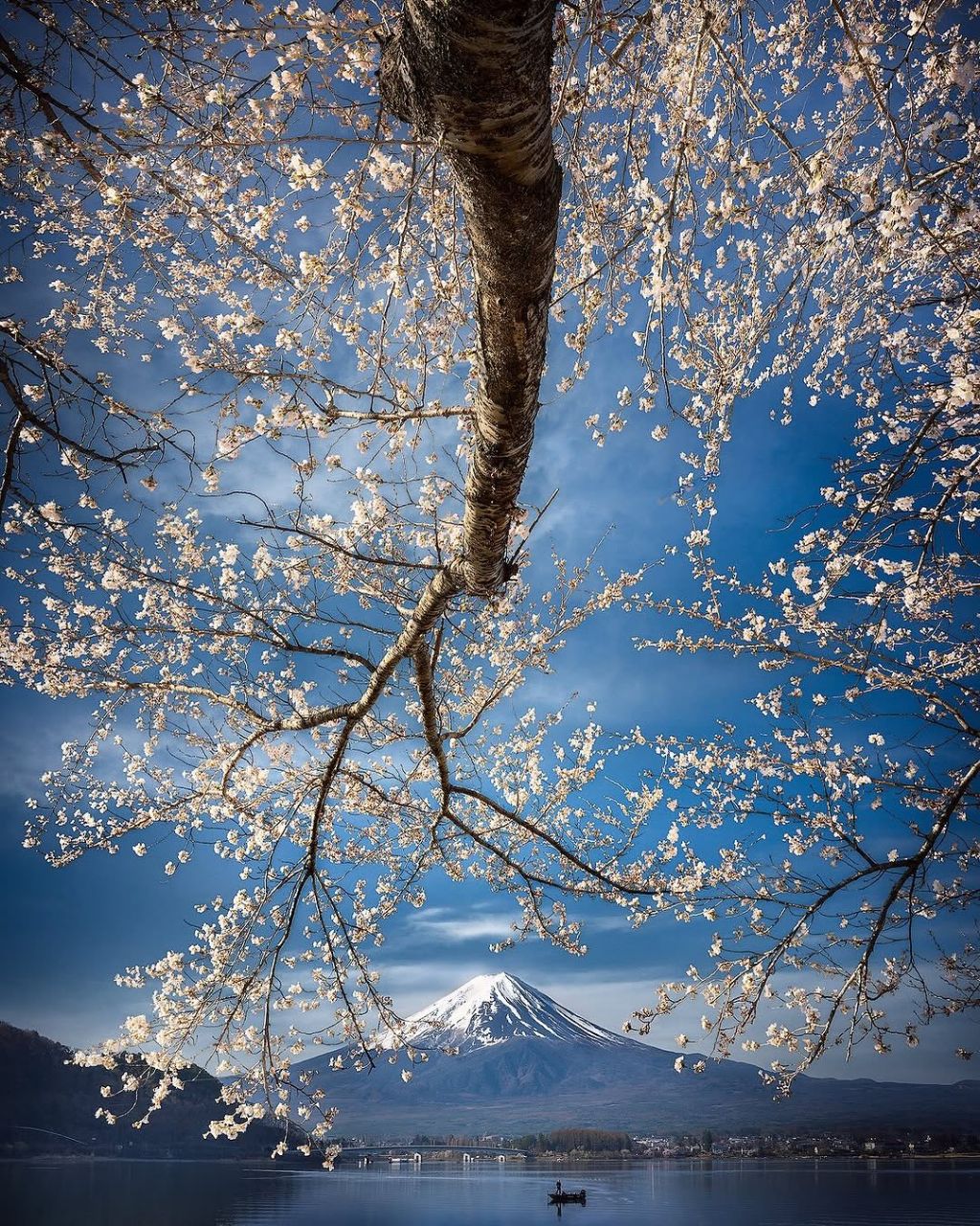 شکوفه های بهاری ژاپن