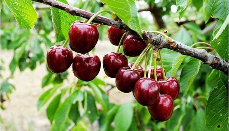 افزایش ۴۶ درصدی تولید گیلاس در آذربایجان شرقی