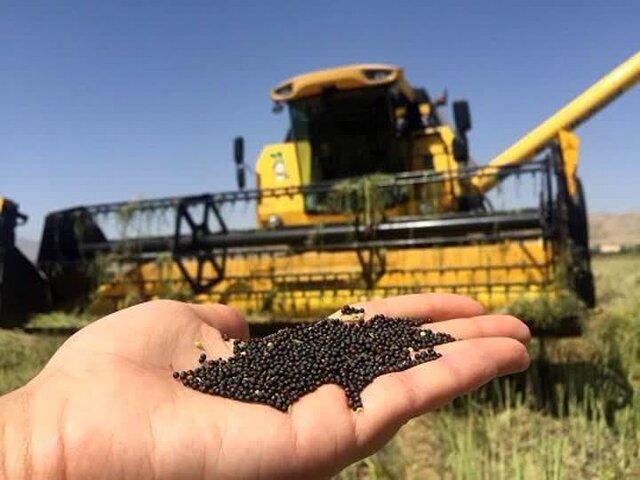 خرید 740 تن کلزا در تعاون روستایی آذربایجان شرقی