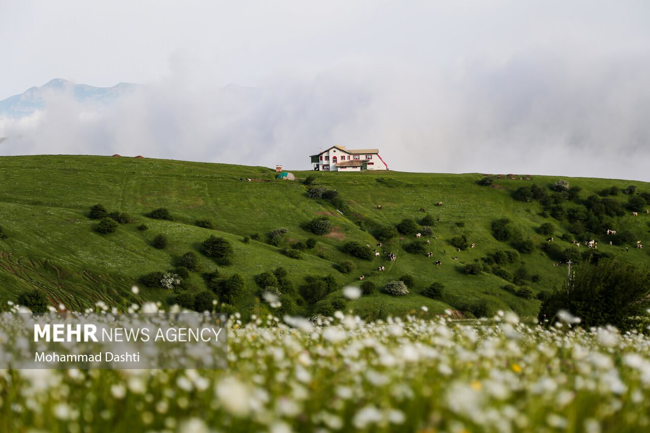 آغوش بابونه‌ها در شمال غرب ایران