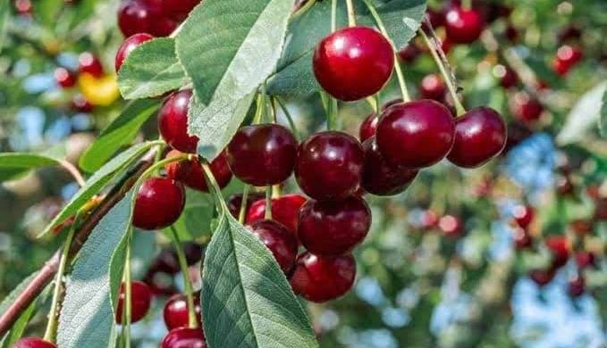 برداشت بیش از ۱۹ هزار تن آلبالو از باغ‌های آذربایجان‌غربی