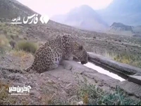 جست‌وخیز پلنگ ایرانی و ۲ توله‌اش در پارک ملی بموی استان فارس