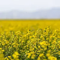 مطالبات کلزاکاران کهگیلویه و بویراحمد پرداخت شد