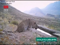 بازیگوشی پلنگ‌ها در پارک ملی بمو شیراز